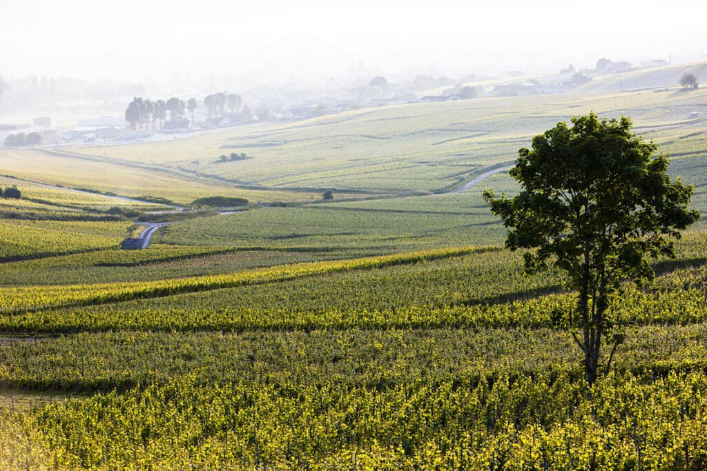 vue sur le vignoble champenois de Mardeuil - Epernay Tourisme