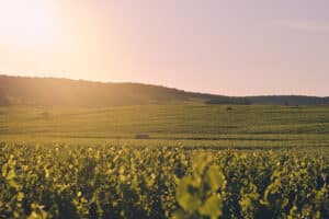 vignoble champenois au petit matin