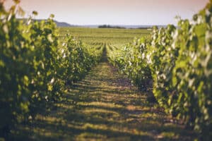 vignoble champenois - Epernay tourisme