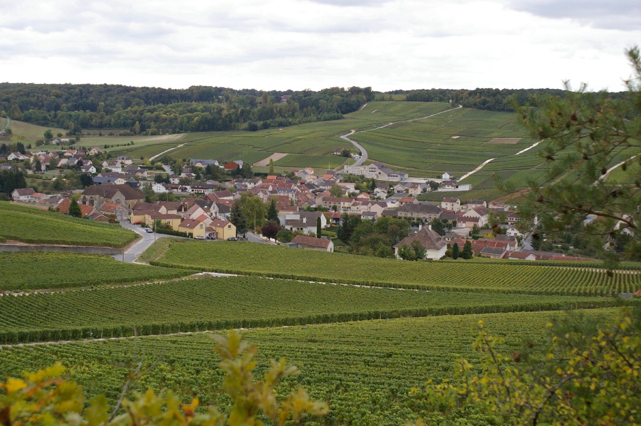Vue sur la commune de Grauves - Epernay Tourisme