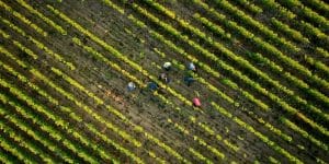 Vignerons - Vollereaux