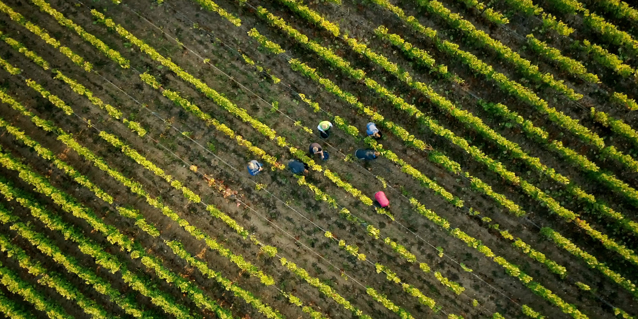 Vignerons - Vollereaux