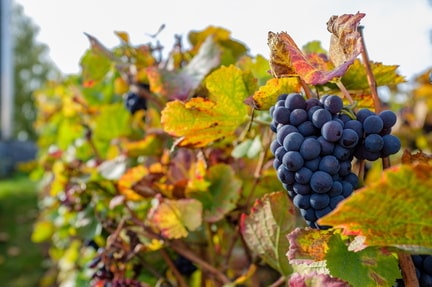 Vigne et raisin - Epernay Tourisme