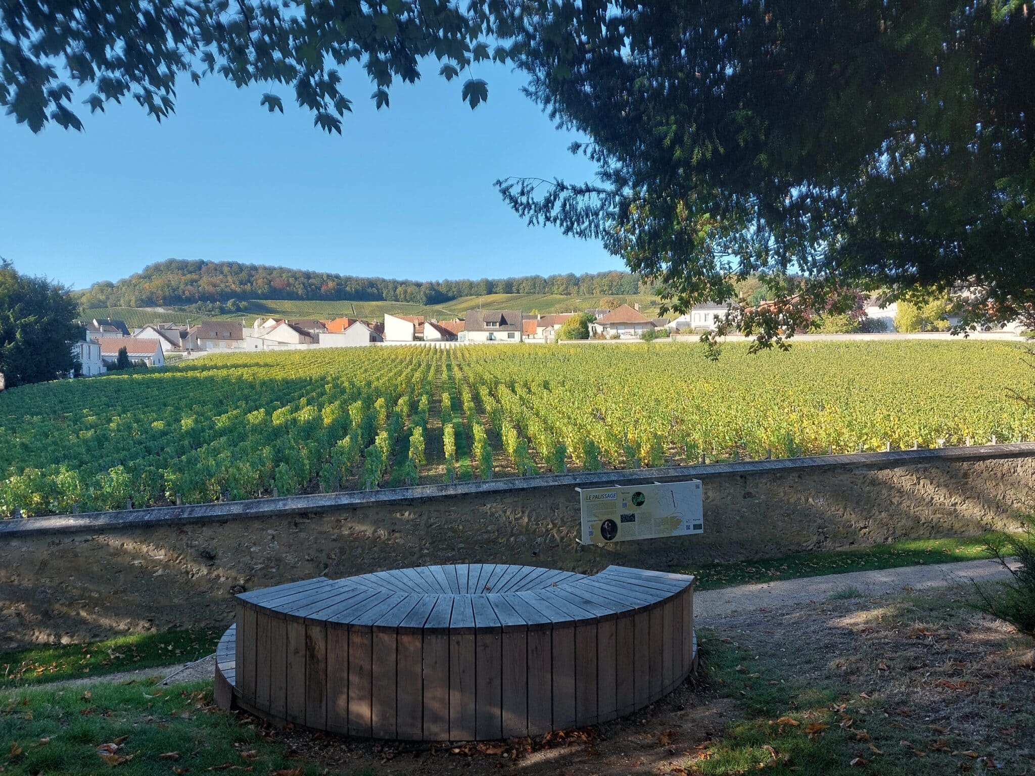 Jardin de vigne, le clos Saint Vincent au Mesnil-sur-Oger