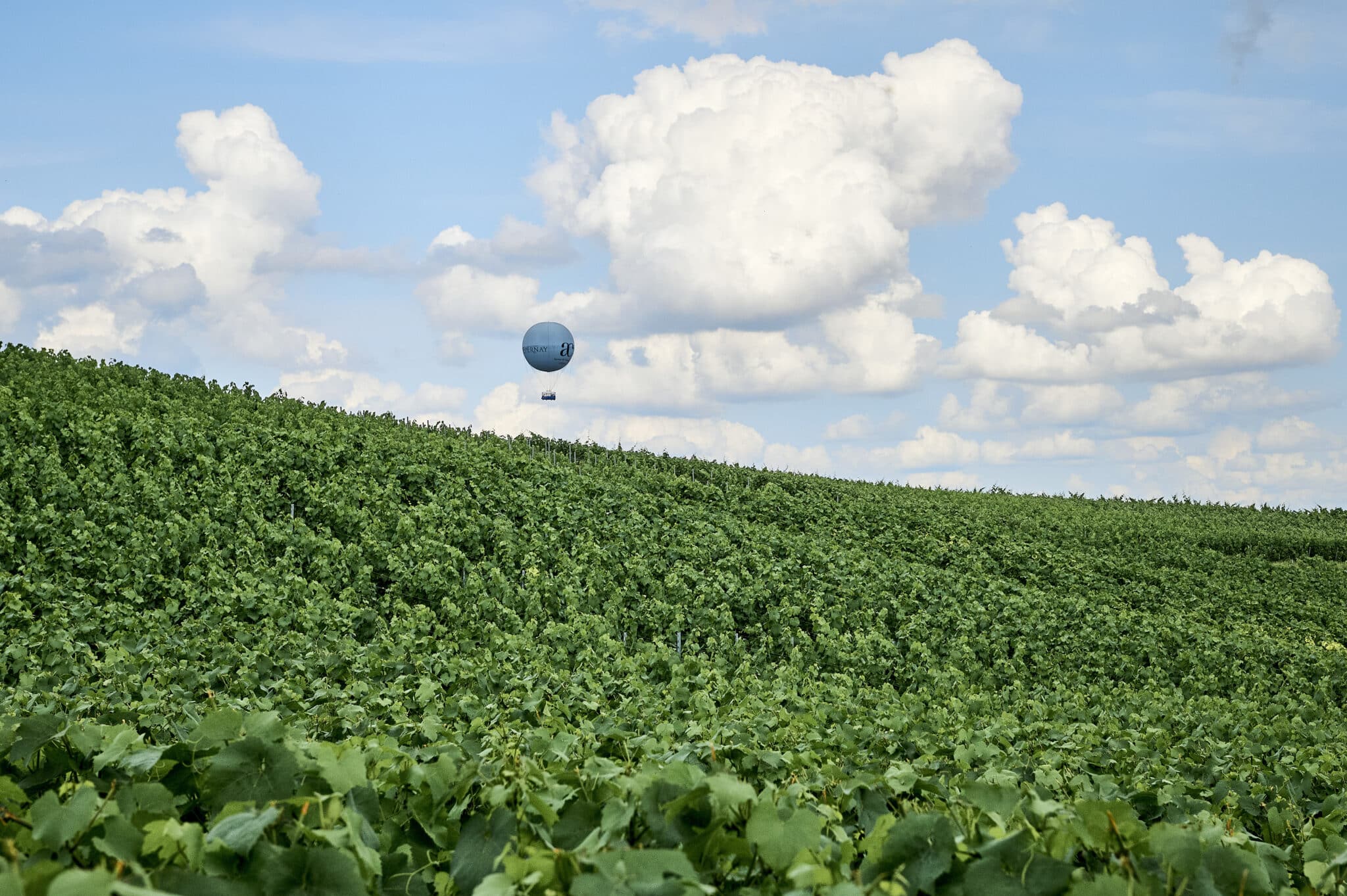 Le vignoble autour d’Epernay en immersion