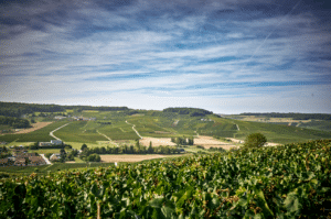 vignoble champenois avec un océan de vignes à Grauves