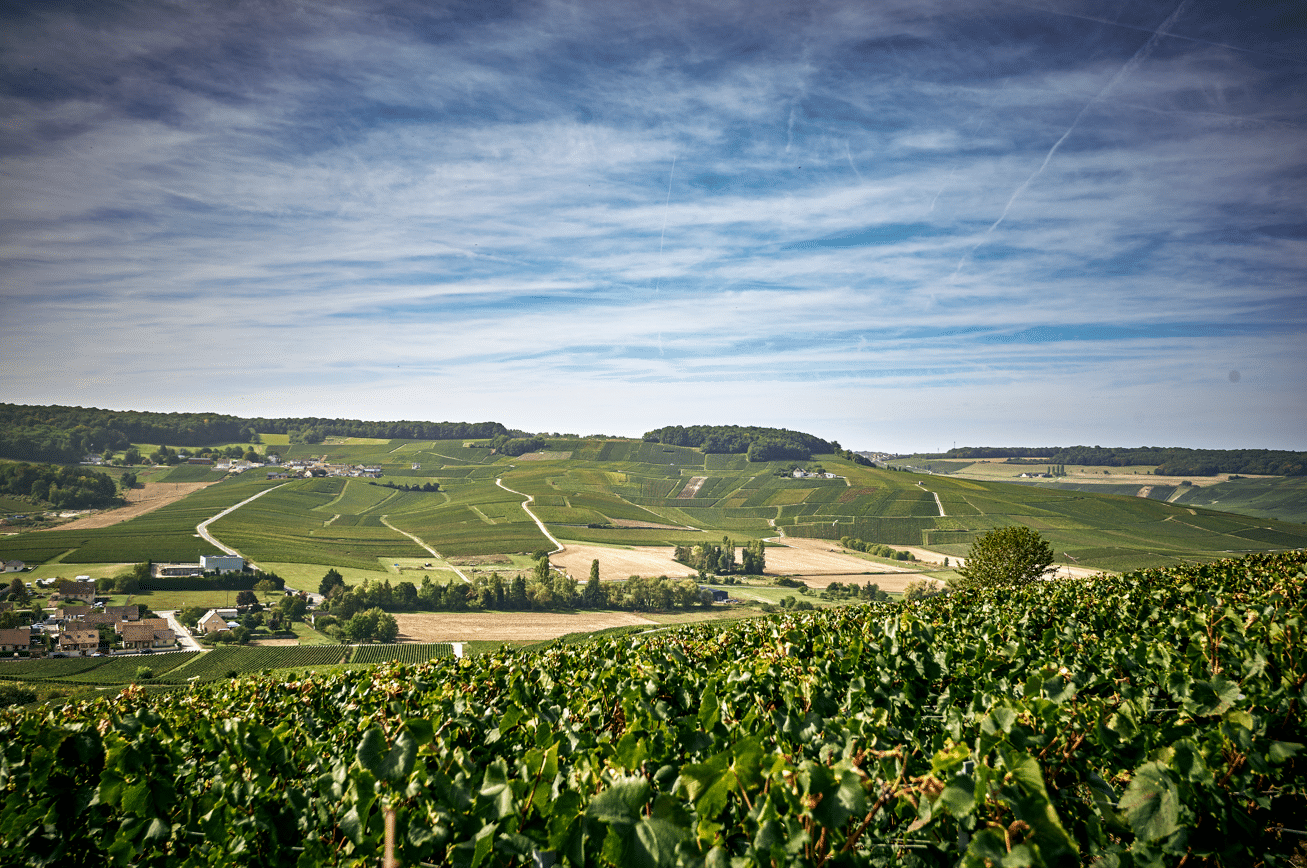 vignoble champenois avec un océan de vignes à Grauves